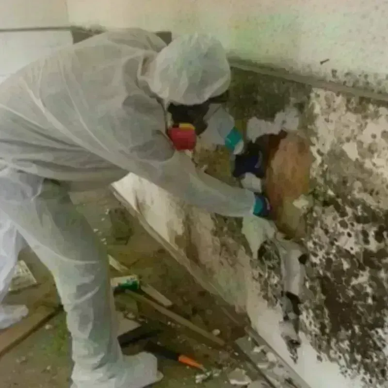 Mold Remediation and Removal in South San Francisco, CA